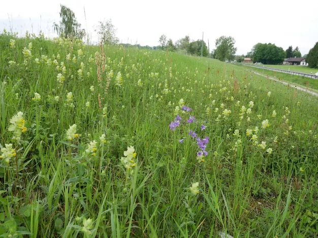 Abbildung 2: Dammgrünland mit Klappertopf und Glockenblume.