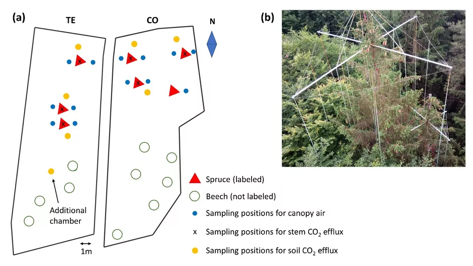 Figure 2: (a) Overview of the two 13C-labeled plots (CO = control, TE = throughfall exclusion), giving positions of trees (red triangles = labeled spruce trees, green open circles = beech), sampling positions of canopy air (blue circles), stem CO2 efflux (x), and soil CO2 efflux (yellow circles). (b) Picture of the structure for the 13C labeling with PVC tubes hanging vertically through the spruce crowns. (taken from Hikino et al. accepted)