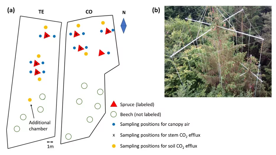 Abbildung 2: (a) Übersicht über die beiden 13C-markierten Flächen (CO = Kontrolle, TE = Ausschluss von Durchwuchs) mit Angabe der Positionen der Bäume (rote Dreiecke = markierte Fichten, grüne offene Kreise = Buchen), der Probenahmepositionen der Kronenluft (blaue Kreise), des CO2-Ausstoßes aus dem Stamm (x) und des CO2-Ausstoßes aus dem Boden (gelbe Kreise). (b) Bild des Aufbaus für die 13C-Markierung mit vertikal durch die Fichtenkronen hängenden PVC-Schläuchen. (entnommen aus Hikino et al. 2022)