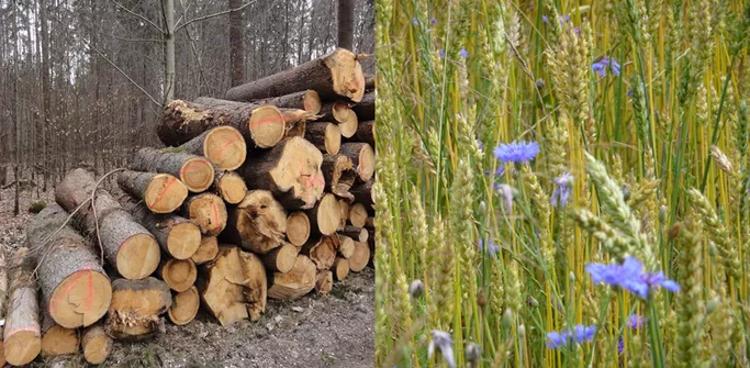 Wie sehen optimale Landnutzungsstrategien für Bayern im Klimawandel aus? BLIZ erarbeitet für diese Fragen mögliche Szenarien. (Foto: Knoke/Rammig)