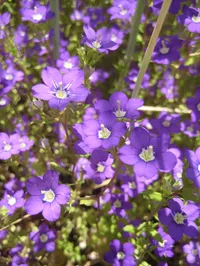 Legousia speculum-veneris