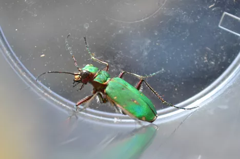 Beautiful green tiger beetle caught (and released) during an excursion on nutrient-poor grassland.