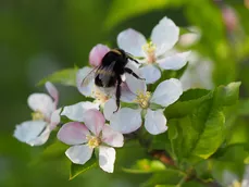 Hummel an Apfelblüte (J. Weissmann, Freising)