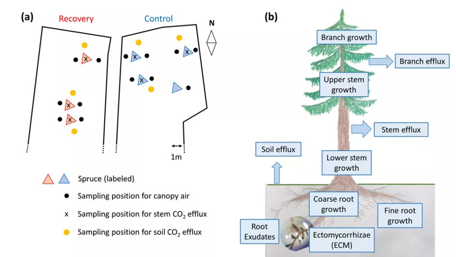 Figure 4: Overview of the C sinks assessed in this study to track the fate of newly assimilated C. (taken from Hikino & Danzberger et al. 2022)