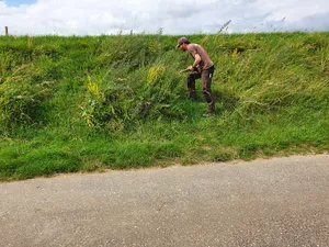 Vegetation survey of the experiment