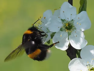 Hummel: Erdhummel (J. Weissmann, Weihenstephaner Kleingarten)