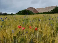 Plant diversity in croplands – LandKlif