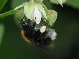 an Himbeerblüte (J. Weissmann, Gemeinschaftsgarten Knolle & Co)