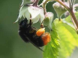 Steinhummel (J. Weissmann, Weihenstephaner Kleingarten)