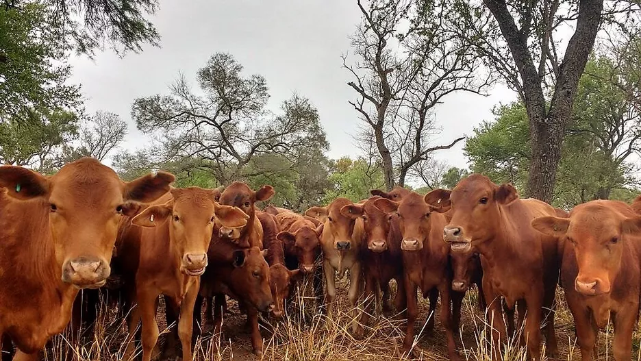 Grazing beef cattle in the Gran Chaco. Photo credit: Dr Pedro Fernandez, UNT, Argentina