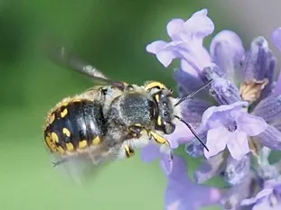 Männchen an Lavendel (J. Weissmann, Kleingartenanlage Weihenstephan)