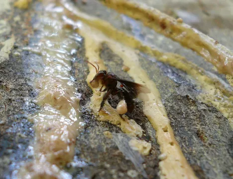 Tetrigona binghami (Meliponini) collecting resin from Hopea nervosa in lowland dipterocarp rainforest in Borneo (Malaysia)