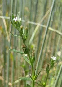 Lithospermum arvense