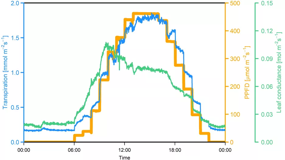 Example of transpiration and conductivity of a beech leaf in the diurnal cycle; calculated via an Ecomatik TransP sensor.