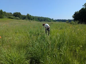 Markus Bauer doing vegetation survey in an experiment for tall-grass prairie restoration