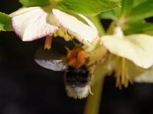 an Lenzrose (P. Besgen, Tuching)