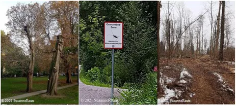 a) Diseased chestnuts in London, UK b) Red-necked longhorn beetle, BRD c) Ash dieback in Rosenheim, BRD