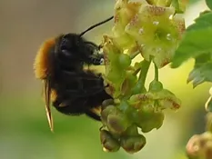 an Johannisbeerblüte (J. Weissmann, Ökogartenanlage Vötting)