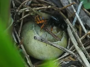 beim Eintragen getrockneter Pflanzenhalme zur Tarnung ihres Nestes (J. Weissmann, Ökogartenanlage Vötting)