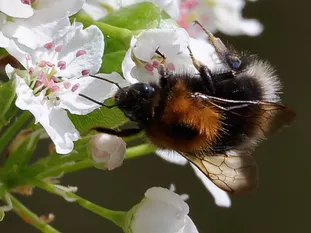 an Birnblüte (P. Besgen, Tuching)