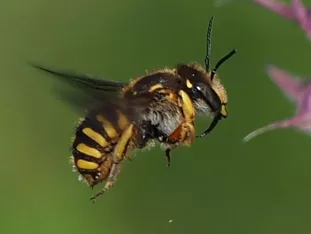 Weibchen im Anflug an Muskateller-Salbei (J. Weissmann, Vötting)