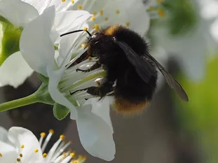 Hummel: Wiesenhummel (J. Weissmann, Weihenstephaner Kleingarten)