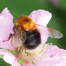 Baumhummel (J. Weissmann, Freising)