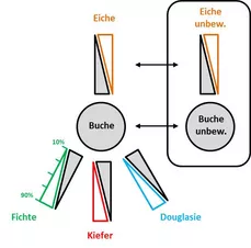 Abbildung 2: Baumartenkombinationen im Projekt L57. Ausgehend von reinen Buchenbeständen werden die Gradienten Buche-Eiche, Buche-Fichte, Buche-Kiefer, und Buche-Douglasie untersucht. Zusätzlich werden unbewirtschaftete Buchen- und Buche-Eichen-Bestände in Naturwaldreservaten untersucht.