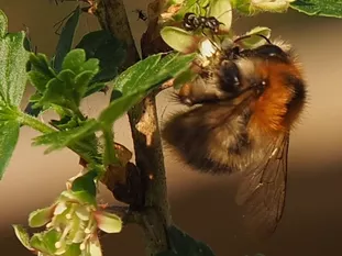 Hummel: Ackerhummel (J. Weissmann, Ökogartenanlage Vötting)