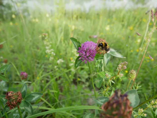 Abbildung 3: Blütenbesuchende Hummel auf Dammgrünland.