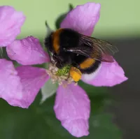 Hummel an Brombeerblüte<br />
(J. Weissmann, Freising)