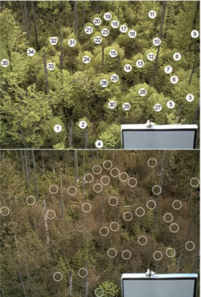 Response of beech trees in the Bavarian Forest to a late frost event. The upper panel shows the canopy state at May 3rd 2011, just before the late frost event, and the lower panel shows the canopy state at May 4th 2011, just after the late frost event. The white areas signify regions of interests for image analysis to compute the duration of canopy recovery.<br />
<br />
Image source: Menzel A., Helm R. & Zang C. (2015). Functional Plant Ecology, 6, 110.