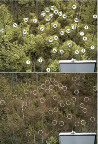 Reaktion von Rotbuchen im Bayerischen Wald auf ein Spätfrostereignis. Die obere Abbildung zeigt den Zustand am 3. Mai 2011 vor dem Spätfrost, die untere Abbildung den Zustand am 4. Mai 2011 nach dem Spätfrost. Die Punkte kennzeichnen Bildregionen anhand derer die Erholungsdauer bis zur Wiederbelaubung berechnet wurde.<br />
<br />
Bildquelle: Menzel A., Helm R. & Zang C. (2015). Functional Plant Ecology, 6, 110.