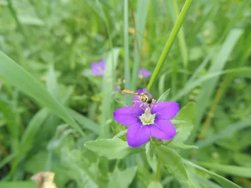 Blütenbesucher auf der Blüte eines Echten Frauenspiegels (Legousia speculum-veneris)