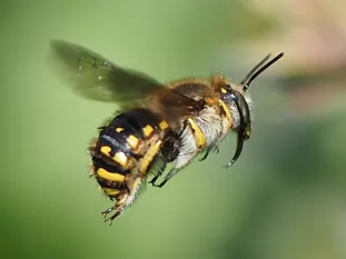 Männchen im Anflug an Garten-Salbei (J. Weissmann, Biogartenanlage Vötting)