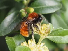 an Buchsblüte (J. Weissmann, Domberg)