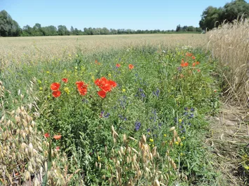 Seltene Ackerwildkräuter im Hafer