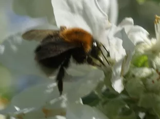 an Apfelblüte (I. Krömmüller, Schafhof)