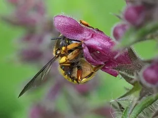 Weibchen an Waldziest (J. Weissmann, Vötting)