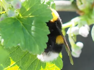 Hummel: Erdhummel (J. Weissmann, Weihenstephaner Kleingarten)