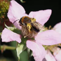 Sandbiene an Brombeerblüte<br />
(J. Weissmann, Freising)