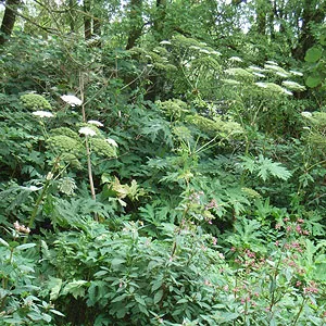Asiatisch anmutende Ufervegetation bei Coburg (Nord Bayern) mit Heracleum mantegazzianum, Impatiens glandulifera und Fallopia japonica