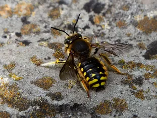 ruhendes Männchen (Reiner Endriss, Lerchenfeld)