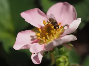 Schwebfliege (J. Weissmann, Weihenstephaner Kleingarten)