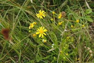 Blühendes Wasserkreuzkraut