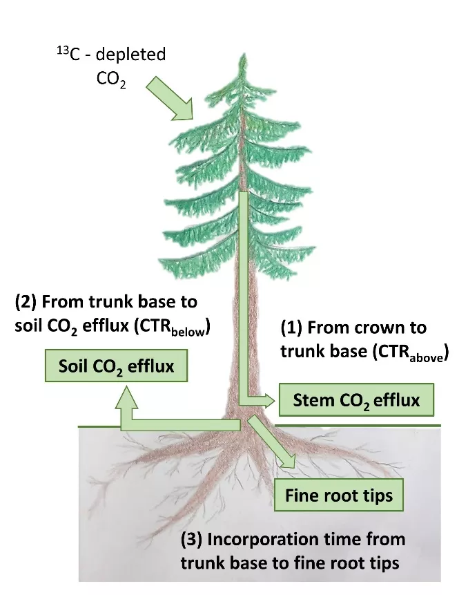 Figure 3: Overview of the carbon transport paths assessed in this study. (1) Aboveground carbon transport rates (CTRabove, in m h-1) from crown to trunk base (assessed as stem CO2 efflux), (2) Belowground carbon transport rates (CTRbelow, in m h-1) from trunk base to soil CO2 efflux, and (3) Incorporation time (in h) of current photoassimilates from trunk base to fine root tips. (taken from Hikino et al. 2022)