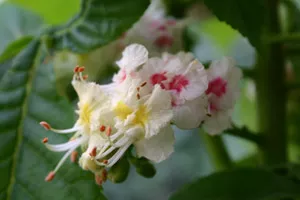 Blühen Pflanzen bei steigenden Temperaturen nun immer früher und früher?