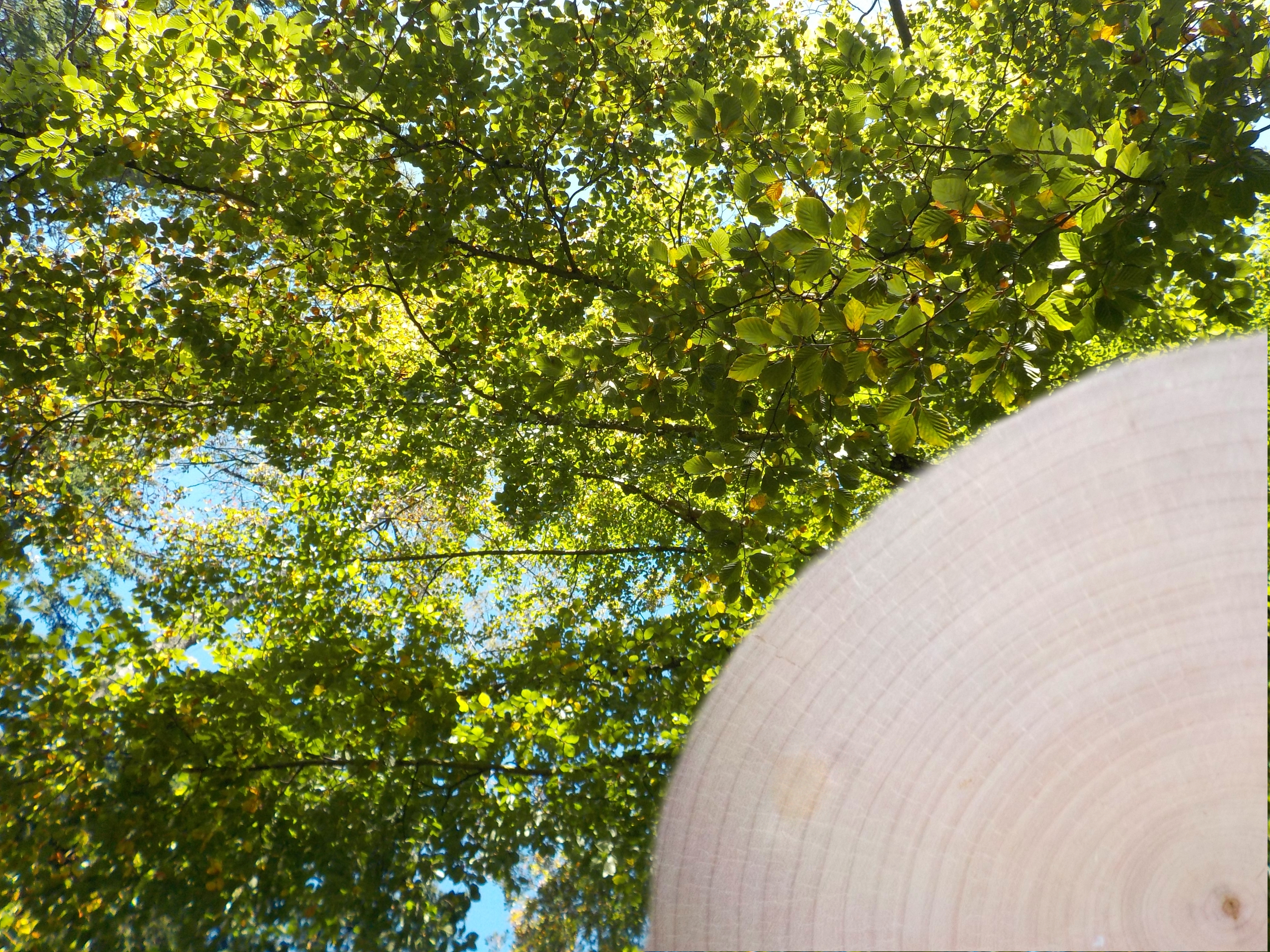 In the course of climate change, European beech – Bavaria's most important deciduous tree species and key species of the diverse beech forest ecosystems – will increasingly have to contend with drought and late frost. The growth information stored in tree rings is an important data source for HyBBEx to learn more about beech recovery after such climate extremes. (Image source: C. Zang) 